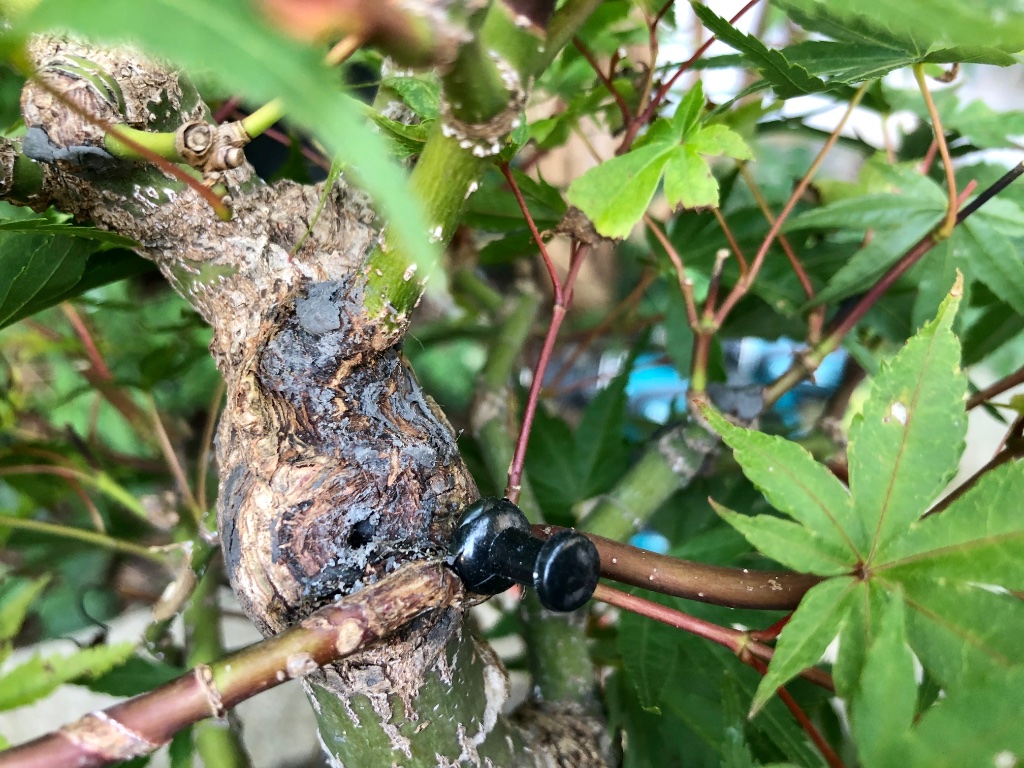Anplattung eines Triebes im Februar: der rechte Pin hielt im Holz. Der Trieb wurde während der Anplattung in die gewünschte Richtung gedrahtet.