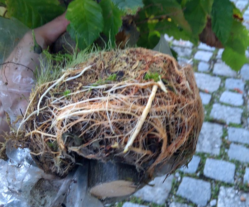 Wurzelkugel