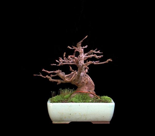 apfelbaum beschnitten.JPG