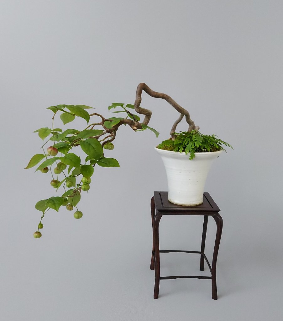 Pfaffenhut, Euonymus latifolius, von Kaori Yamada 27.08.20