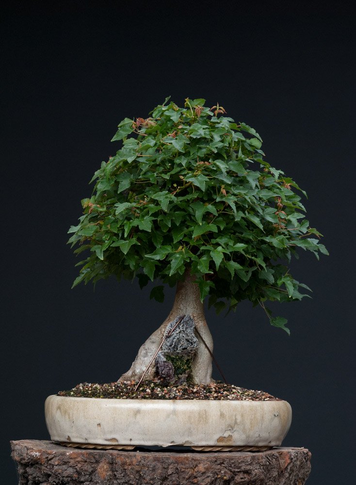 Acer_buerg_Fels2.jpg