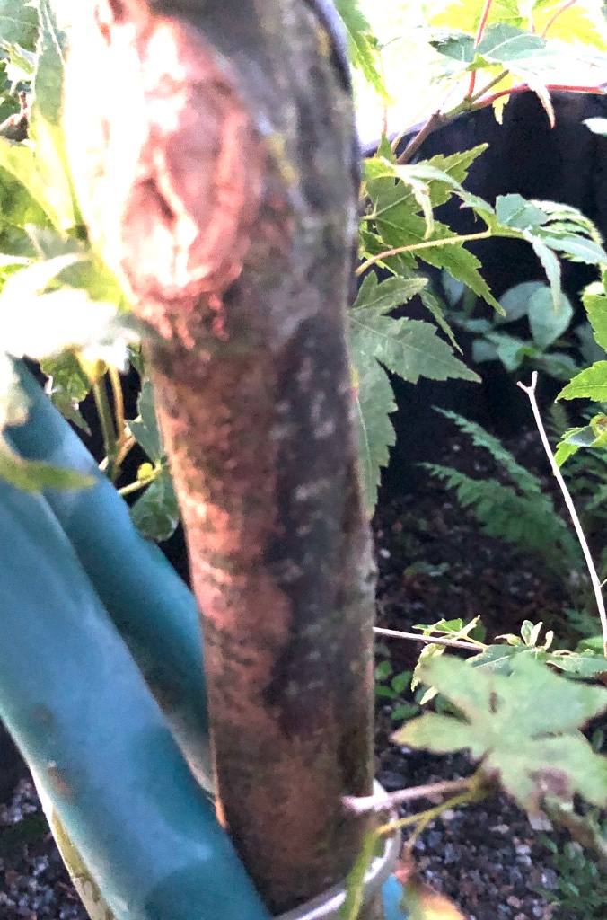 schwarze Rindenpartie: hier ist der Vinticillium-Pilz aktiv