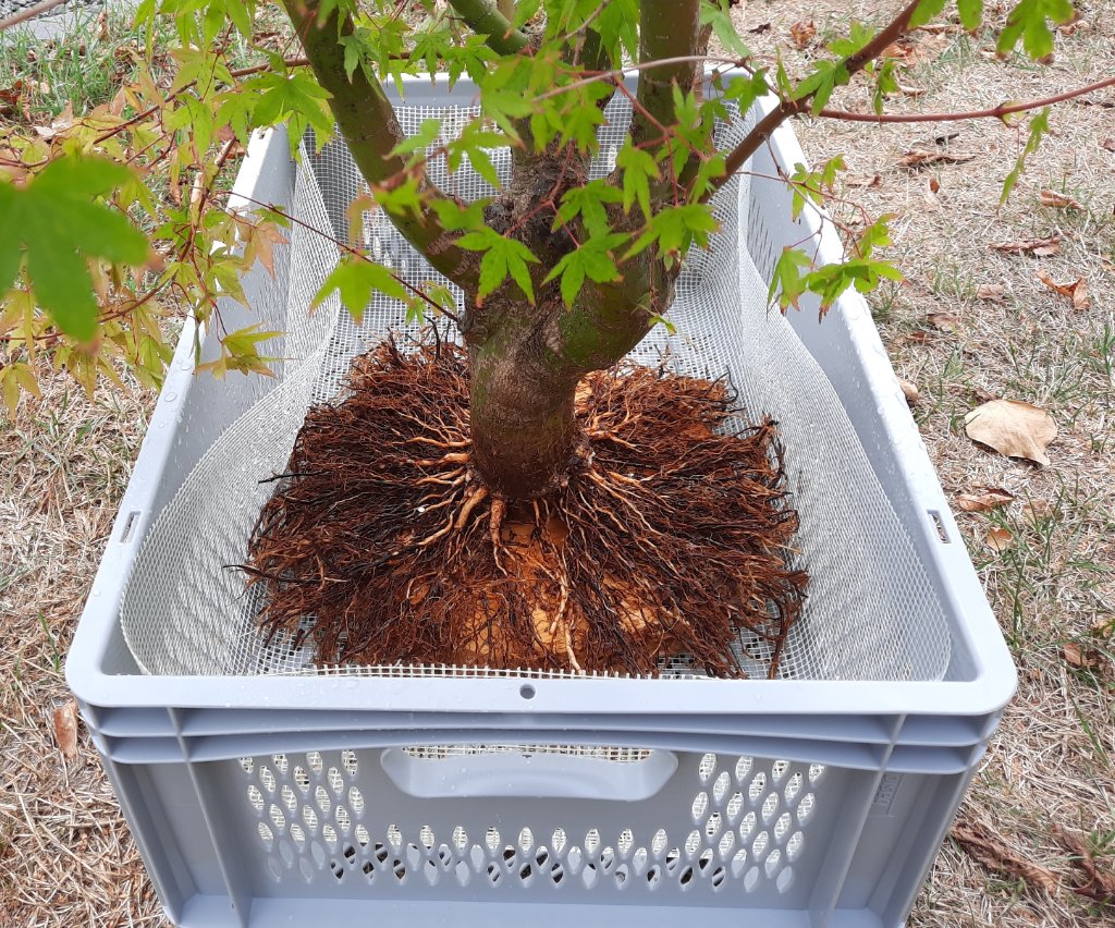 Wurzeln im neuen Pot, vorher noch mit ein paar Nägeln einzelne Wurzeln ausgerichtet