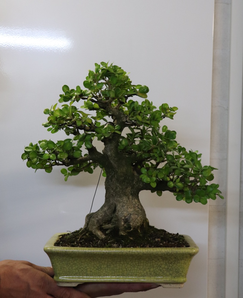 Buxus_Ende_August2020k.JPG