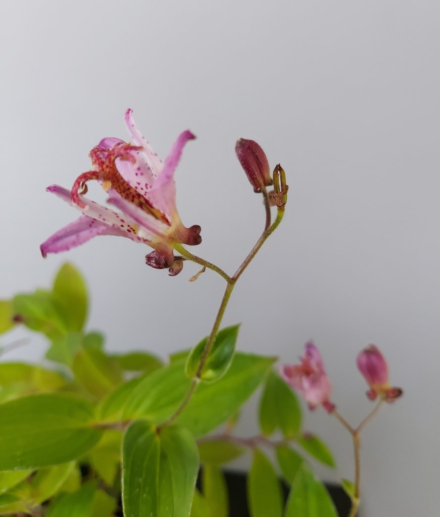 Krötenlilie Blüte