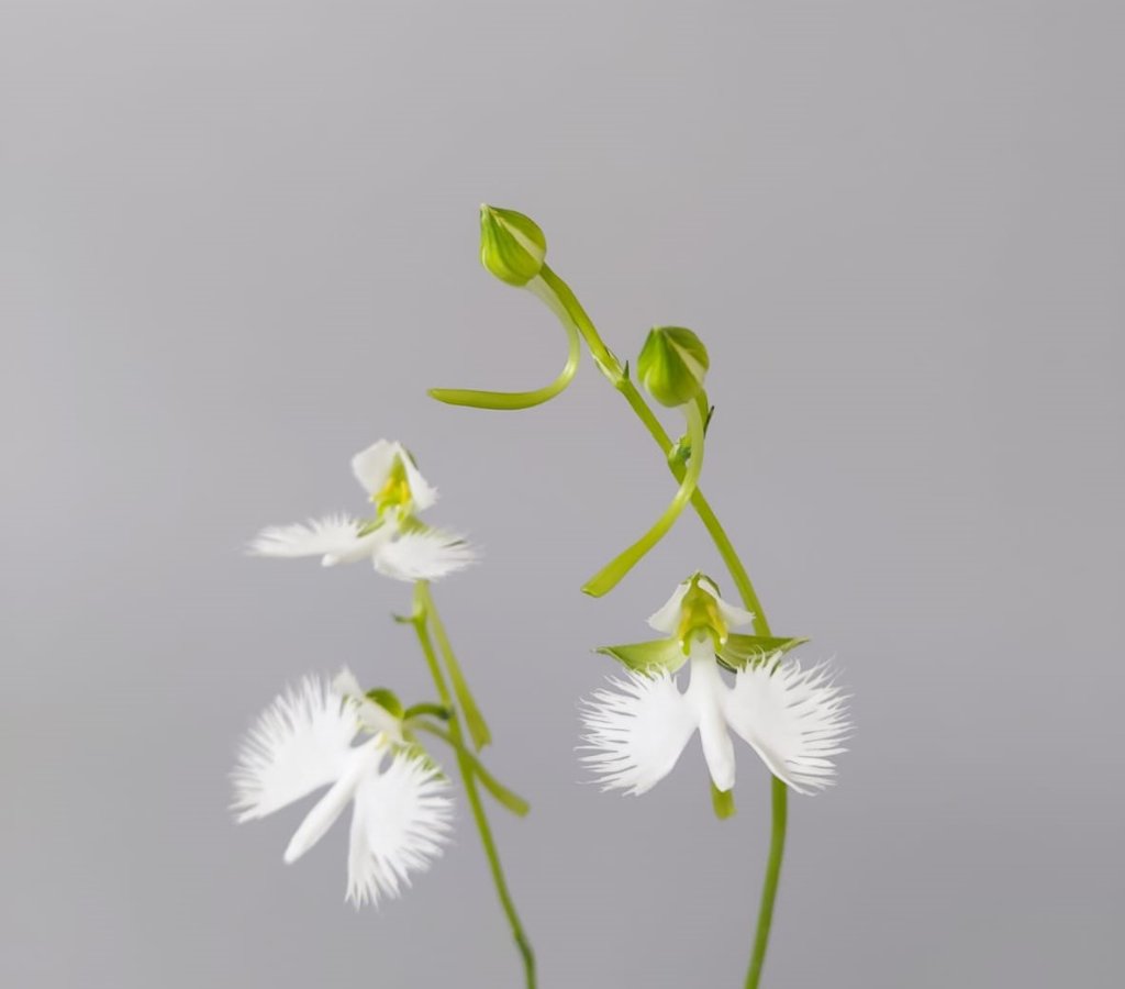 Vogelblume Blüte