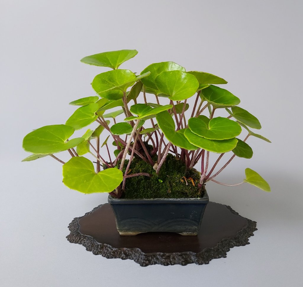 Farfugium japonica, Kreuzkraut