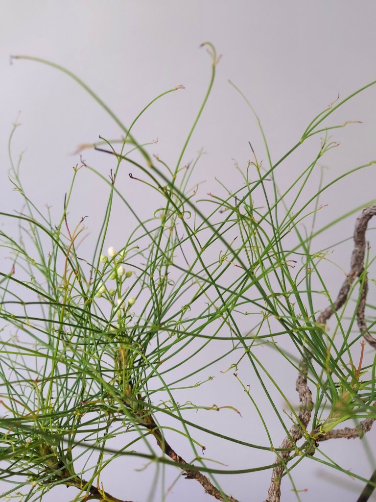 Blüte Nandine filamentosa