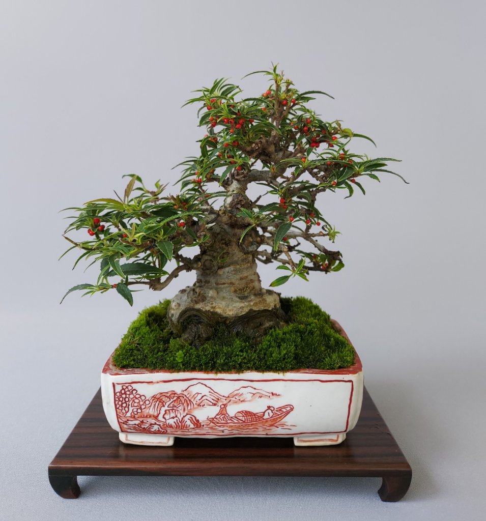 Ilex serrata "Koshobai"
