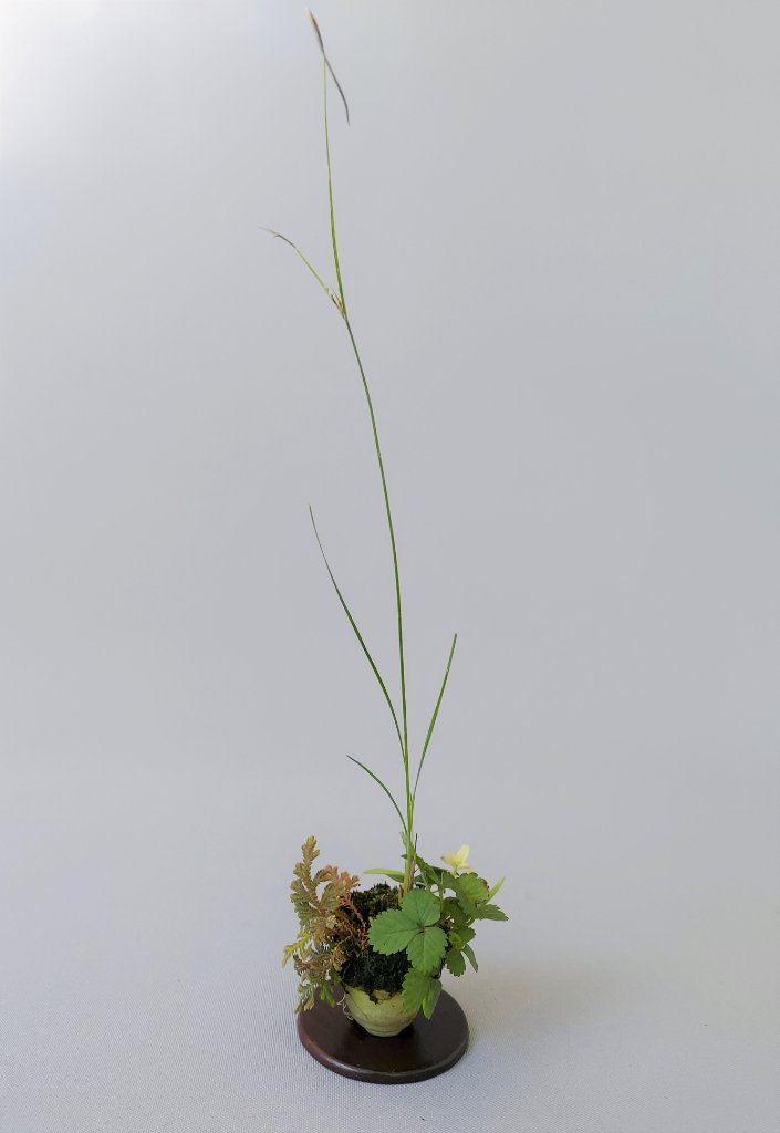 Mischpflanzung mit Gras, Pyrosia, Erdbeere und Japan. Farn