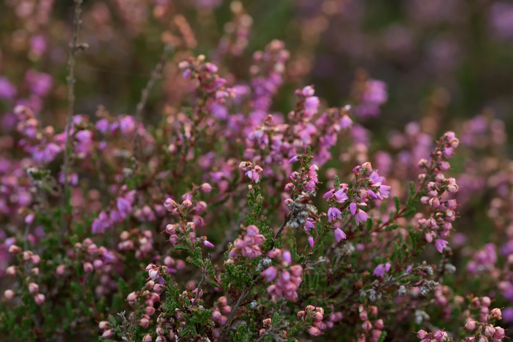 AB7_3558.jpg