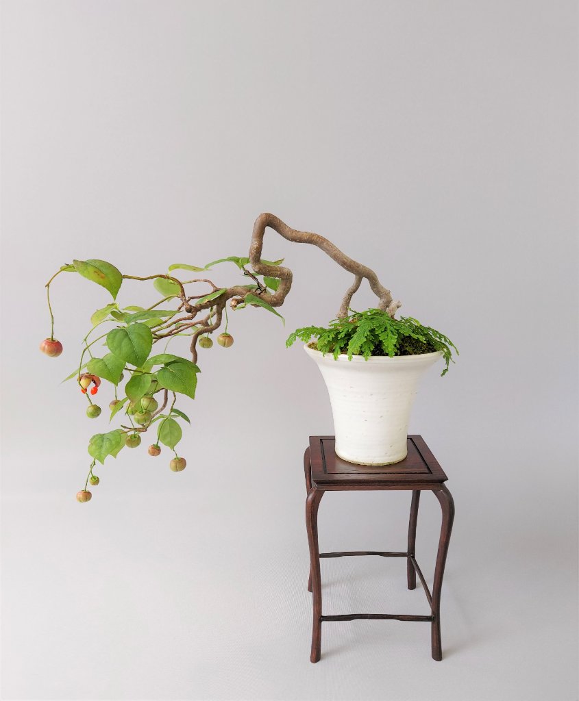 Euonymus latifolius, von Kaori Yamada