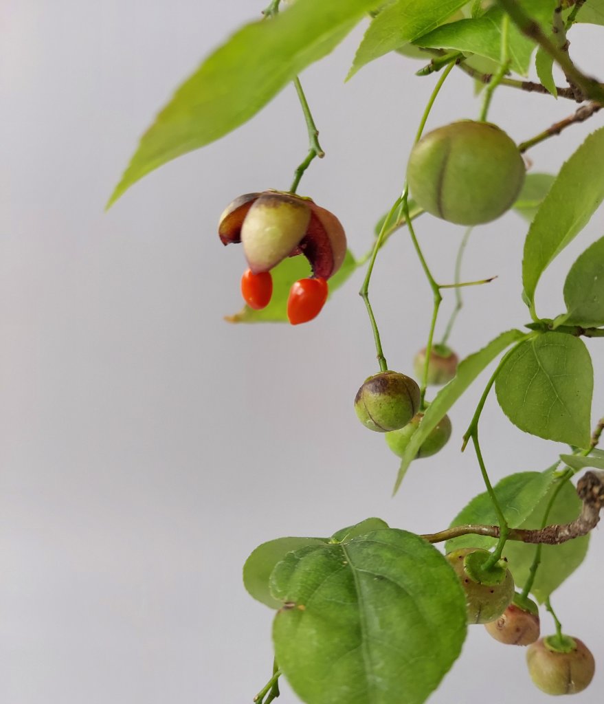 Früchte von Euonymus latifolius
