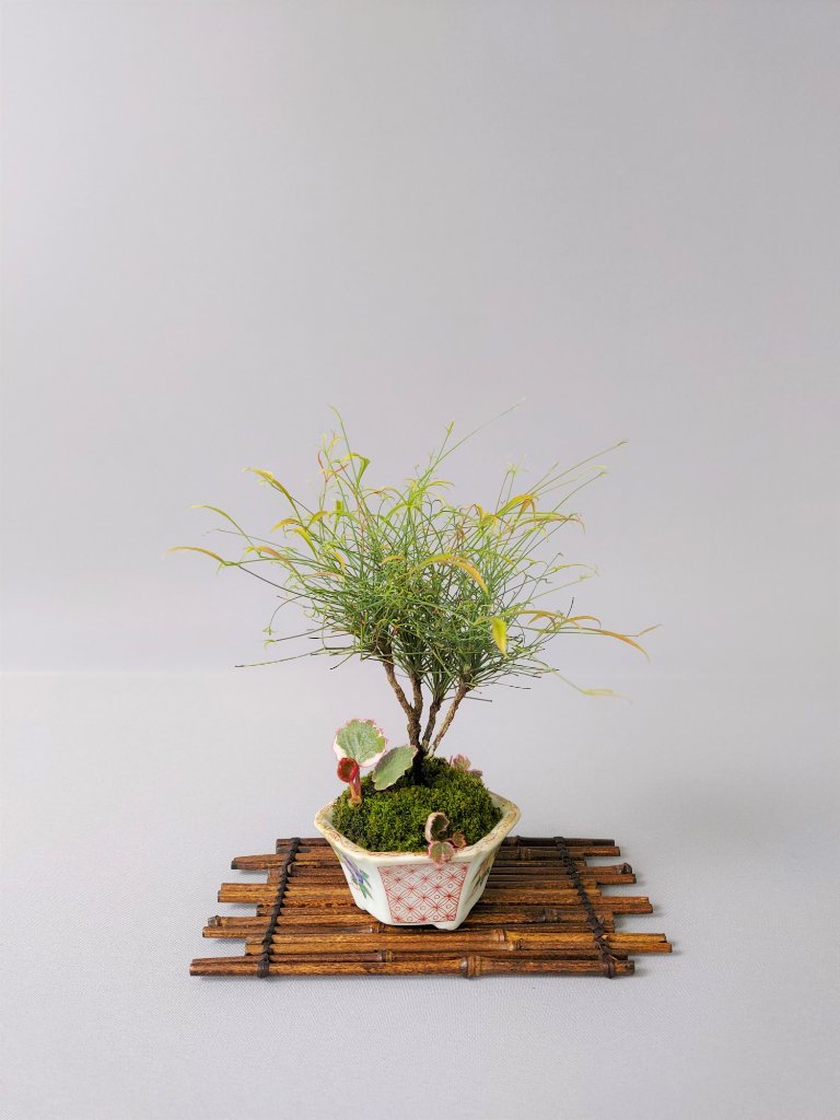 Nandine filamentosa, Schale Japan antik