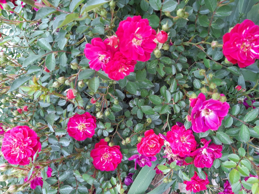 20200513_150543.jpg