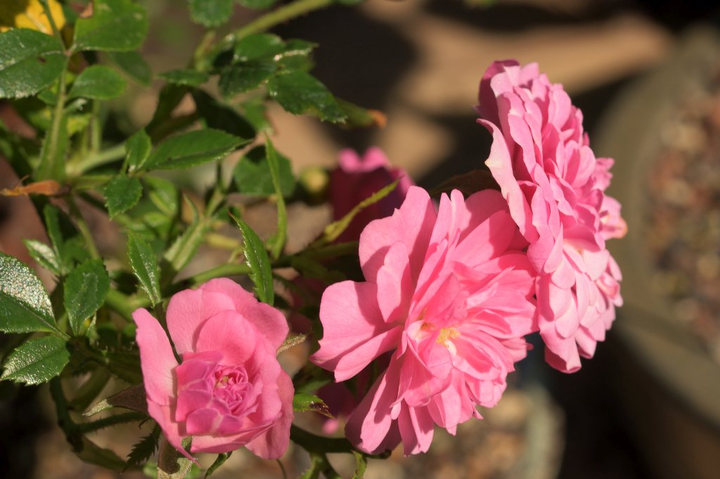 Frische Blüten
