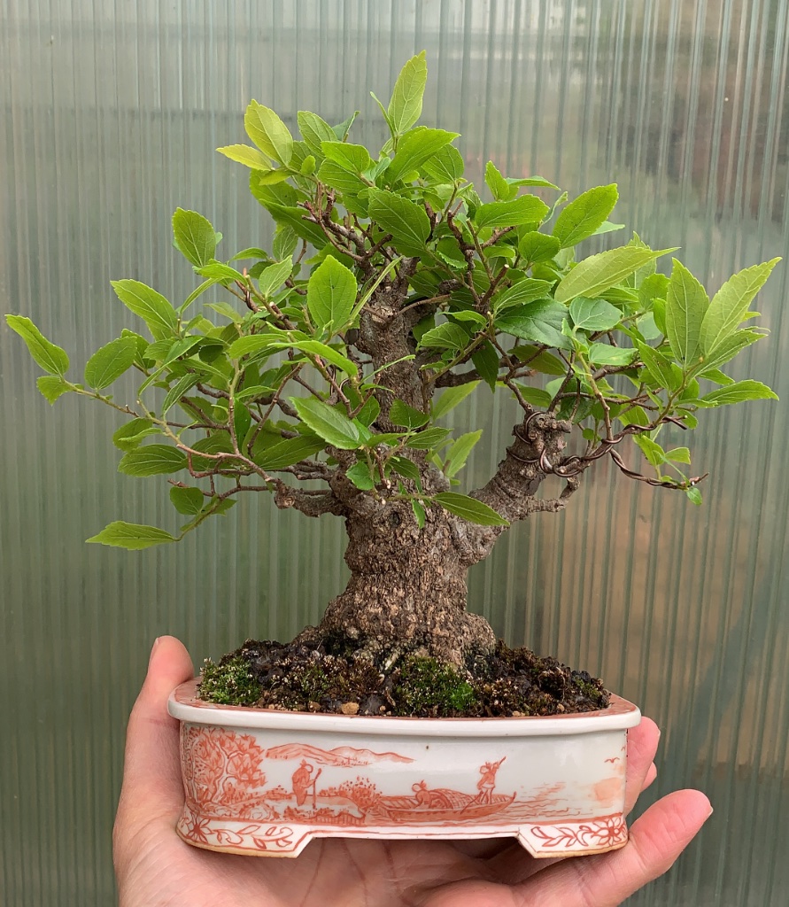 Celtis_Juni.JPG