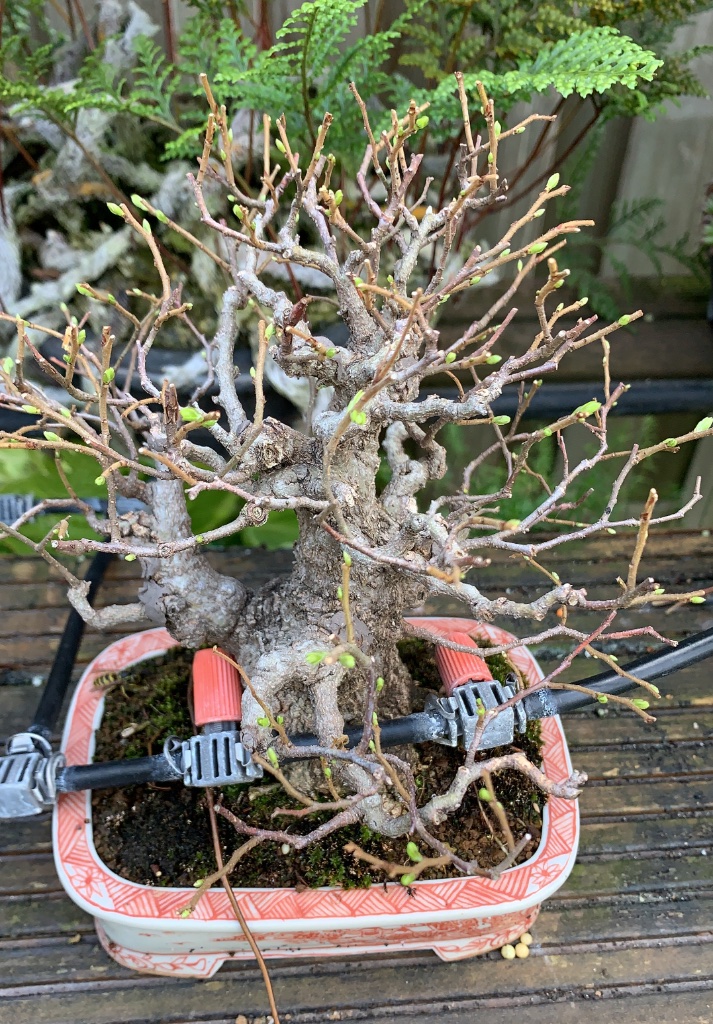 Schon erscheinen neue Knospen