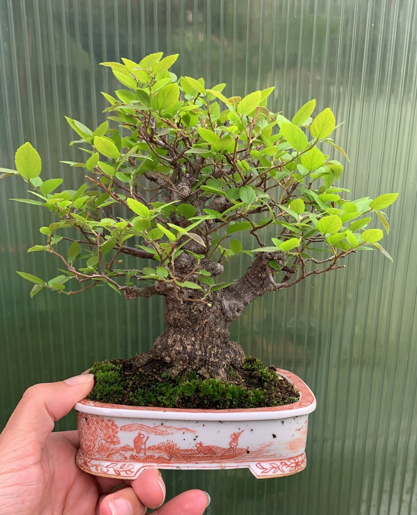 Celtis_27_August_2020.jpg