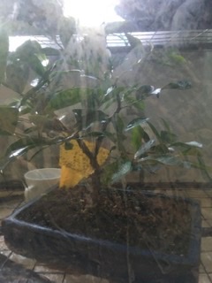 Steckling - von einem klassischen allerwelts Ficus Ginseng. Versuchsobjekt. Der stand in dem improvisierten Terrarium am westfenster und hatte von daher FAST nur Kunstlicht bekommen. Das Hässliche Teil sollte nicht im Wohnzimmer am Südfenster stehen.