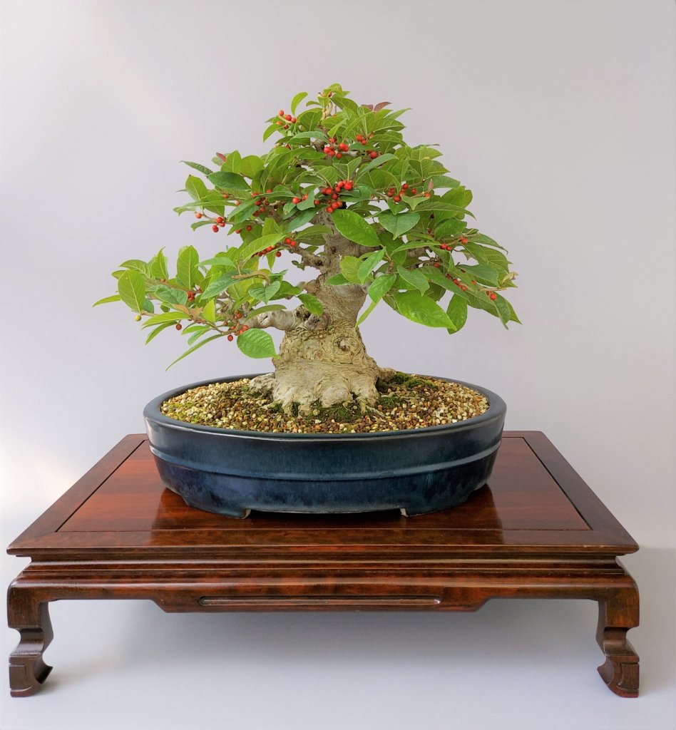 Ilex serrata Herbst 2020