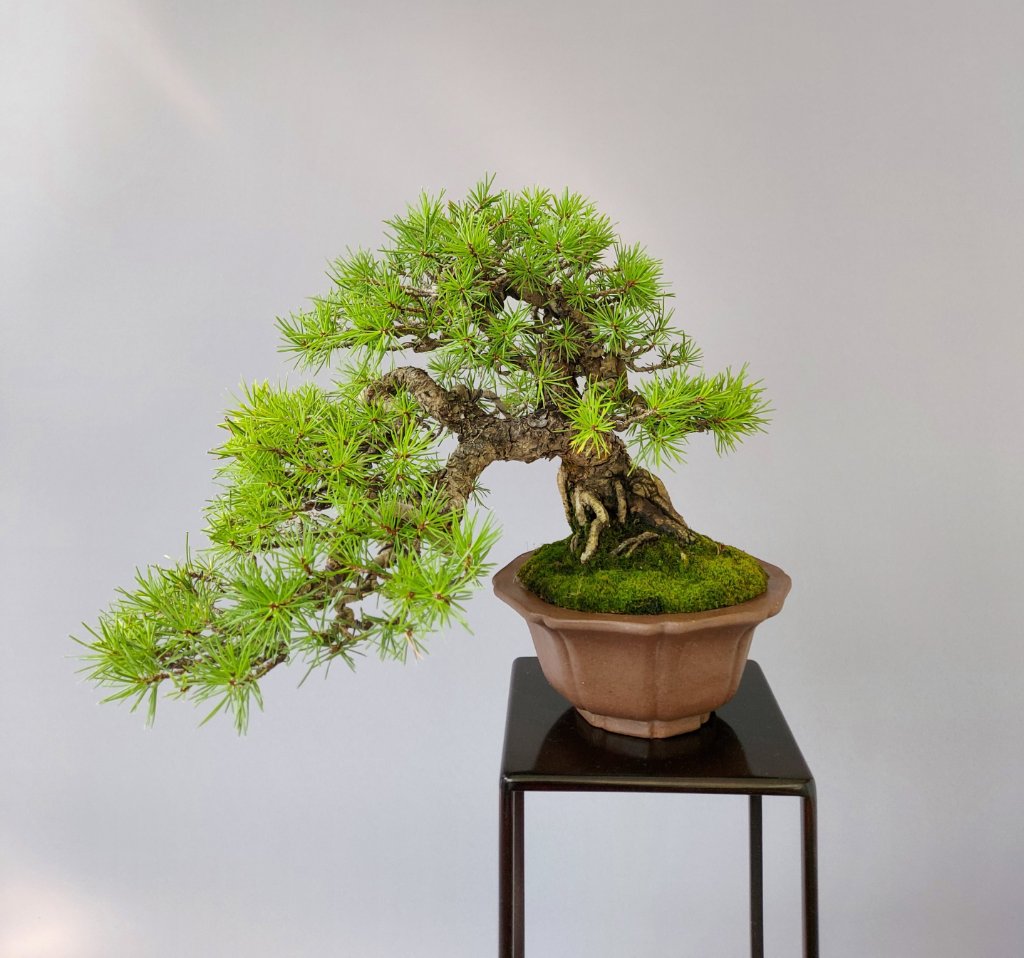 Pinus sylvestris, Schale Kakuzan