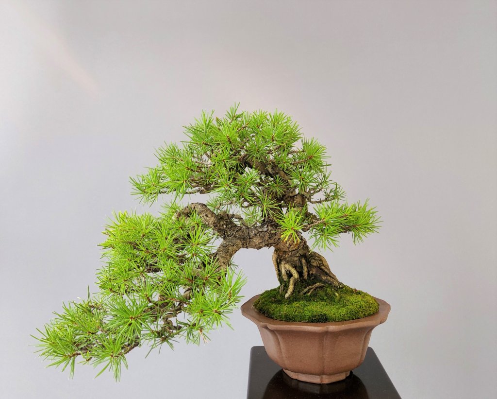 Pinus sylvestris, Schale Kakuzan