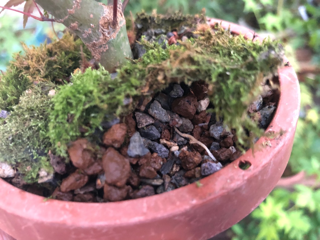 A. palmatum Deshojo 20 Tage nach dem Umtopfen mit kräftigem Wurzelschnitt:  er hat kein einziges Blatt verloren