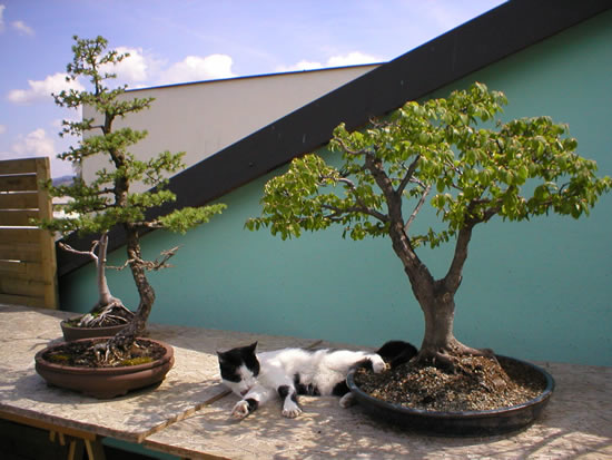 cat_frueh1.JPG