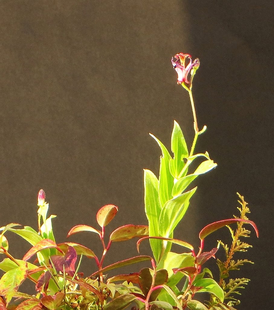 Traubenmyrte_2020-09_Blüte.jpg