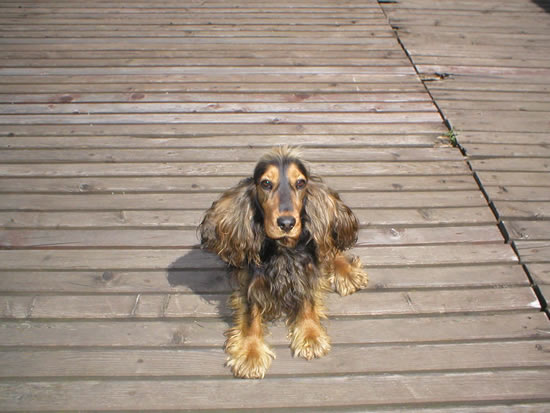 dog_frueh1.JPG