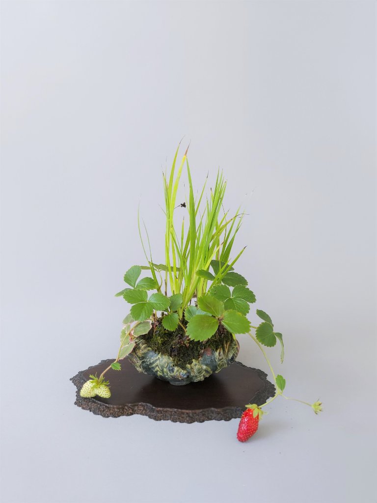 Igelkolben, Rosa Erdbeere, Saxifraga Tricolor, Schale Masashi