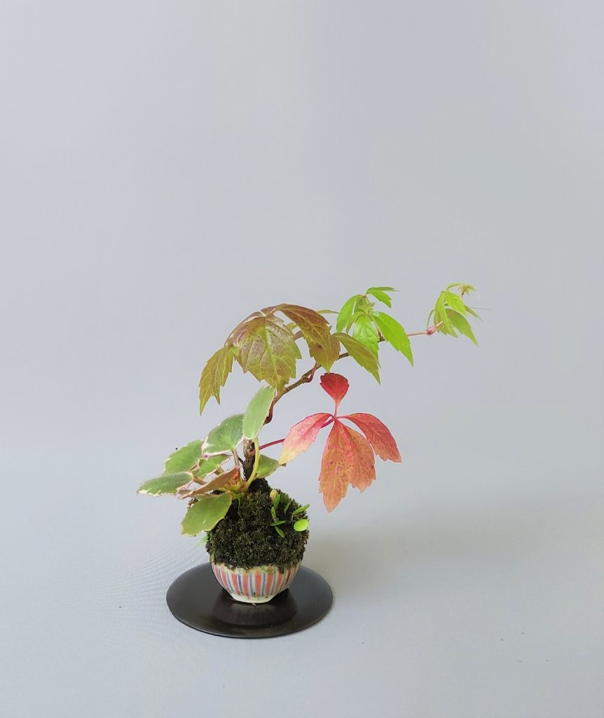 Wildewein, Saxifraga, Pyrrosia, Schale Tokoname