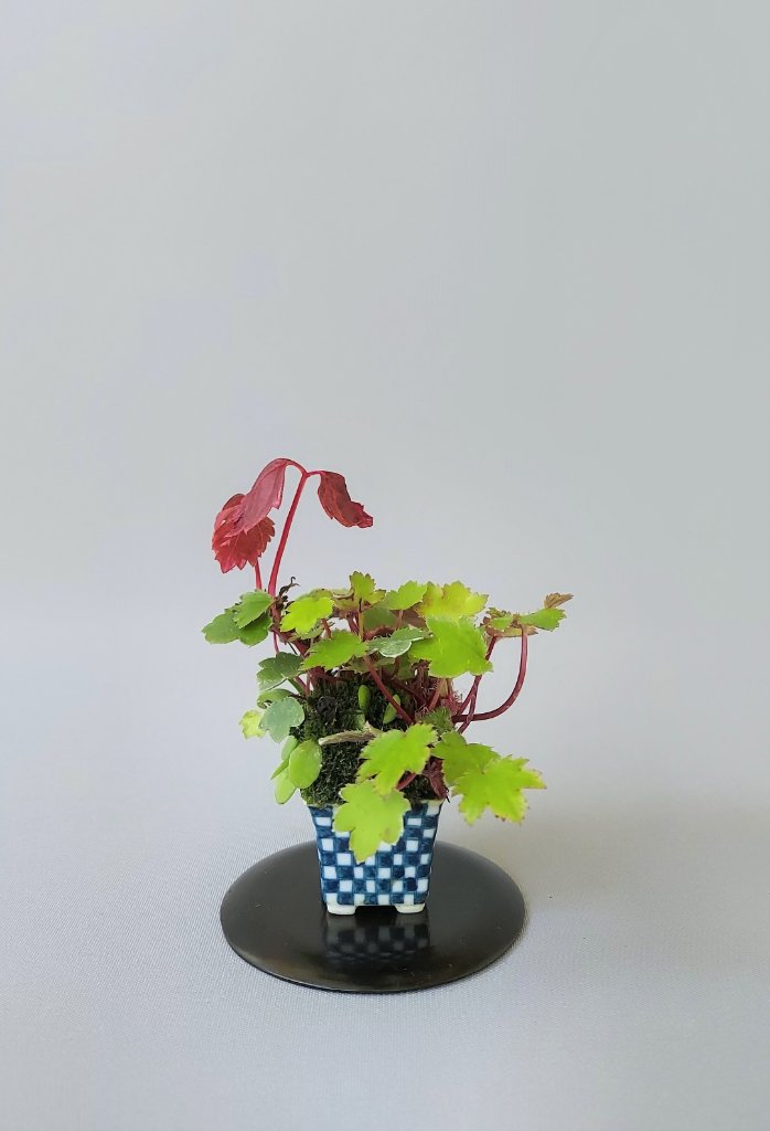 Wilderwein, Saxifraga, Saxifraga tricolor, Pyrrosia, Schale Shoseki