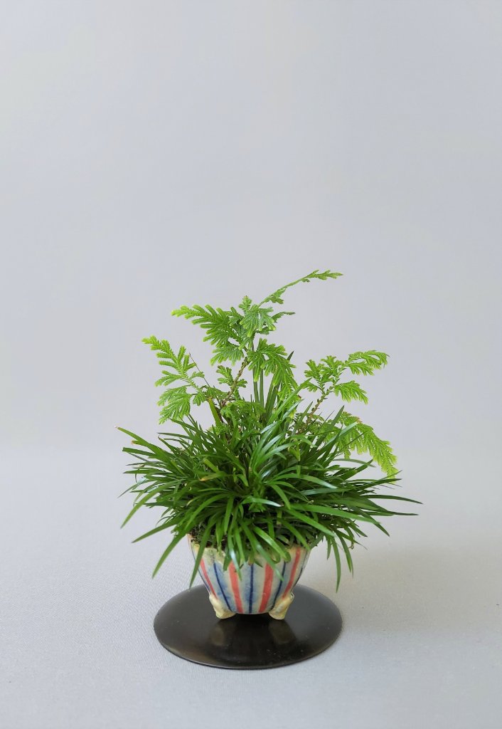 Japan. Kalmus, Japanischer Farn, Schale Tokoname
