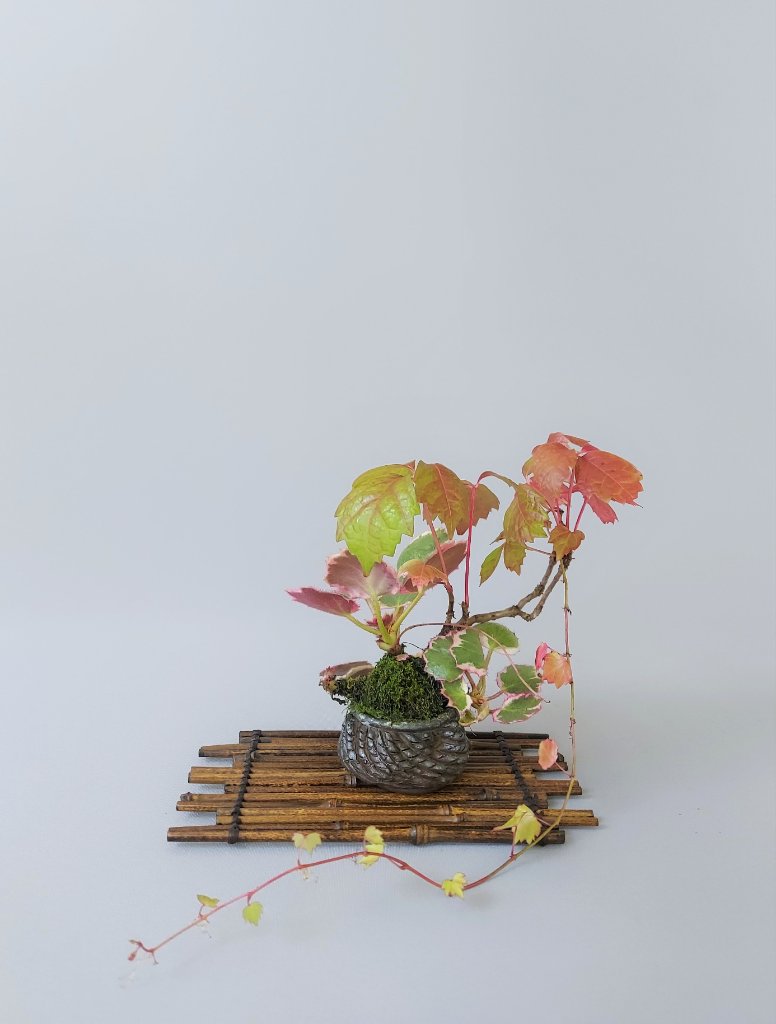 Wilderwein, Saxifraga Trocolor, Schale Masashi