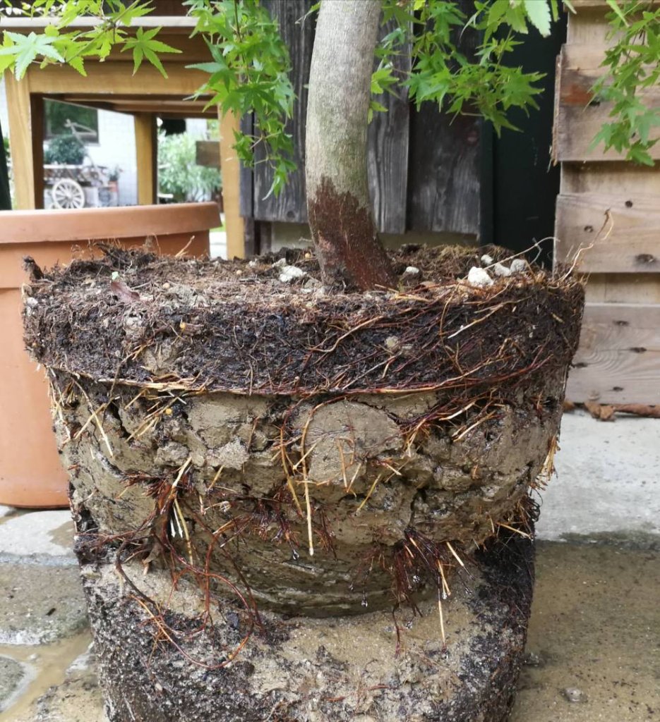 20200921 Acer P Wurzelballen_klein.jpg