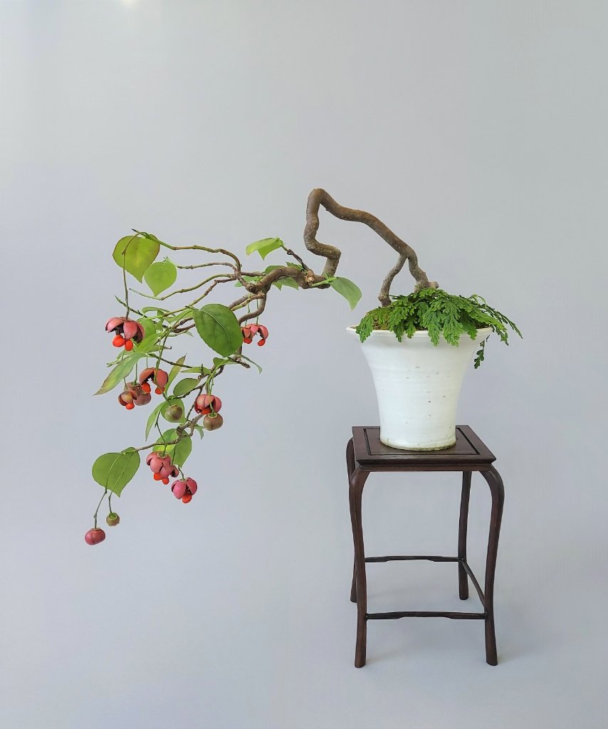Euonymus latifolius, von Kaori Yamada