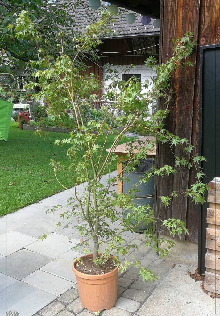 20200923 AP 0_0.jpg