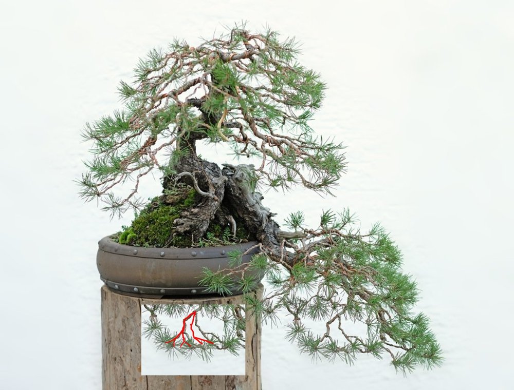 marco-pinus.jpg