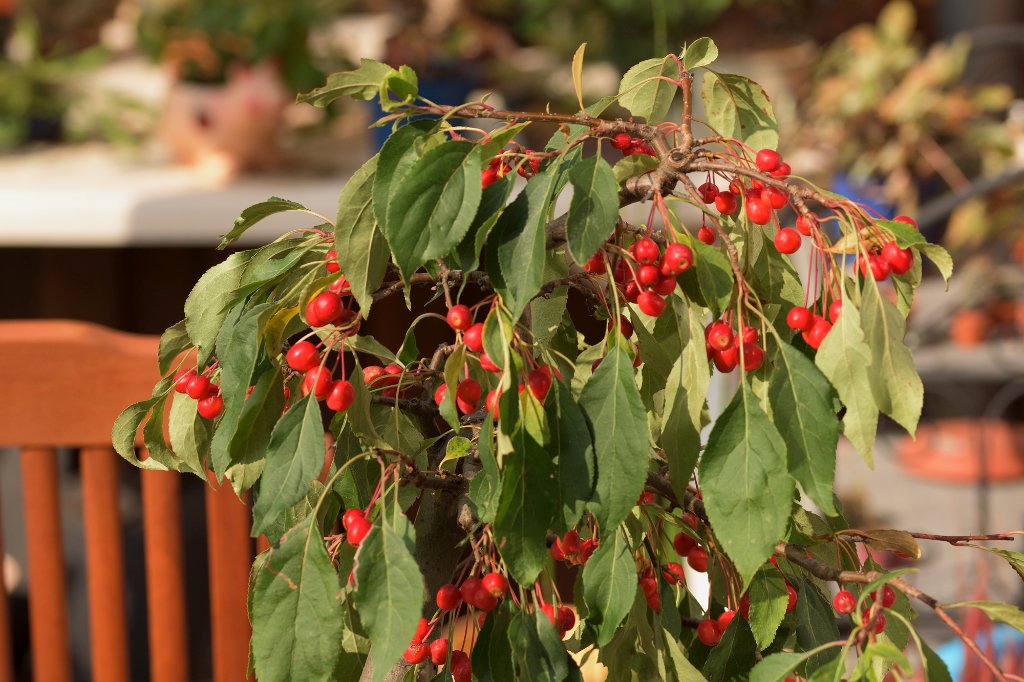 Zierapfel "red jade"