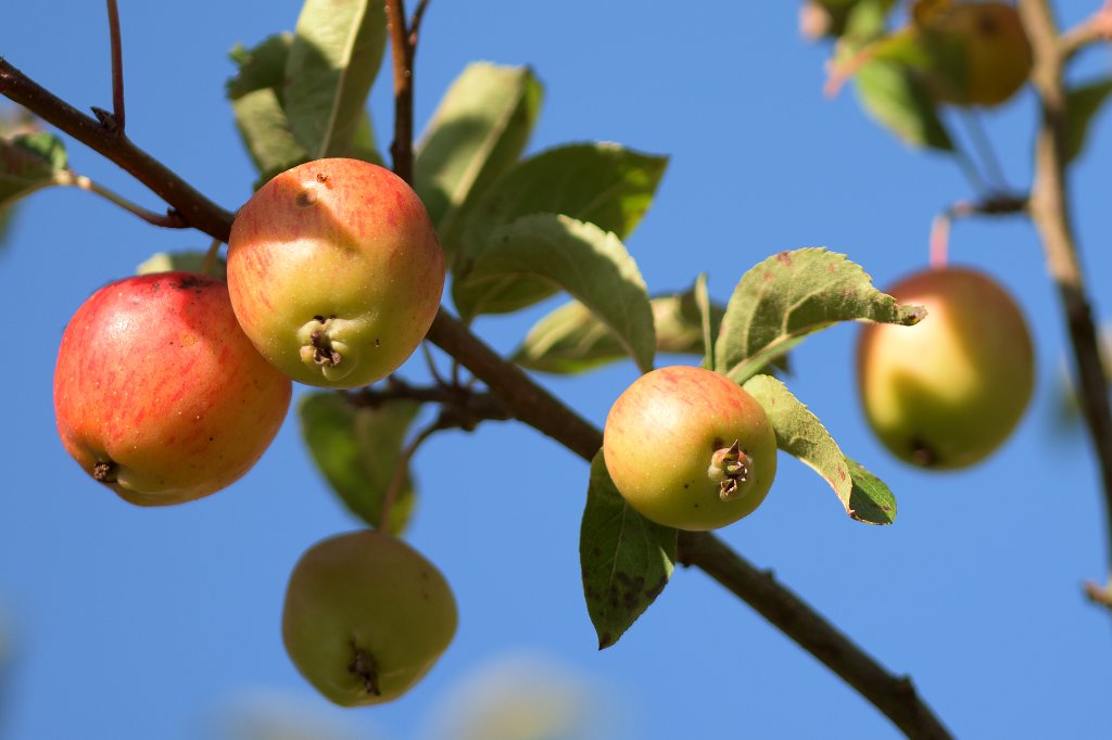 Apfel (Sämling)