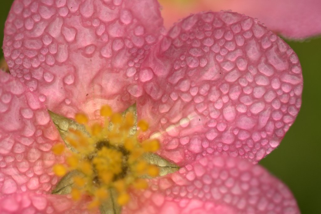 Potentilla