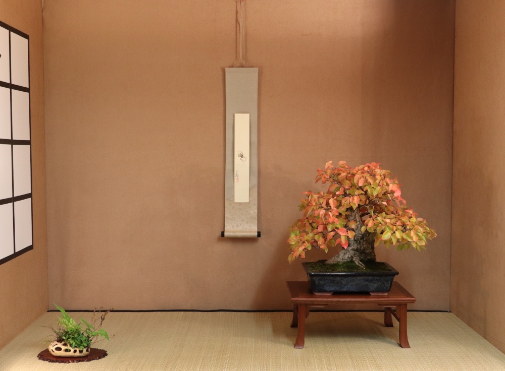 Koreanische Hainbuche mit Herbstfärbung
