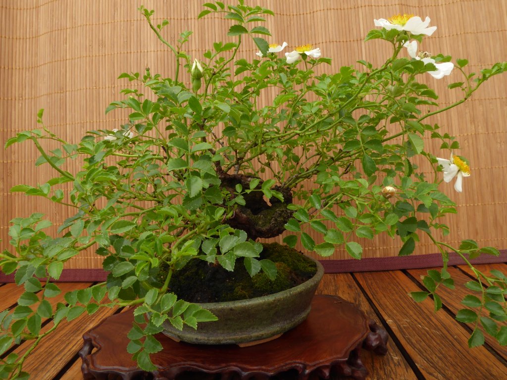 Rose im Juni ...