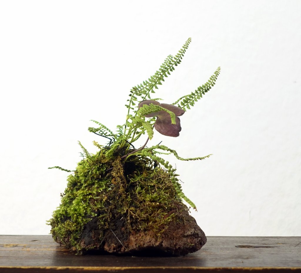 Leberblümchen und grüner Streifenfarn Asplenium viride auf Lavafelsen