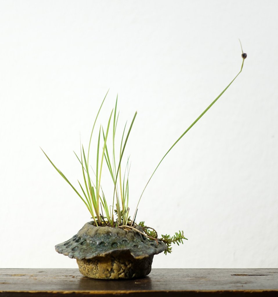 weiße Binsenlilie Sisyrinchium angustifolium 'Album' mit Sedum<br />Schale: Hermann Wollenhaupt