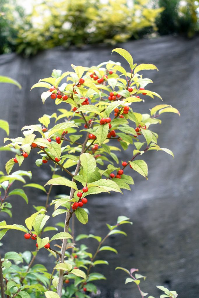 Japanische Winterbeere Ilex serrata
