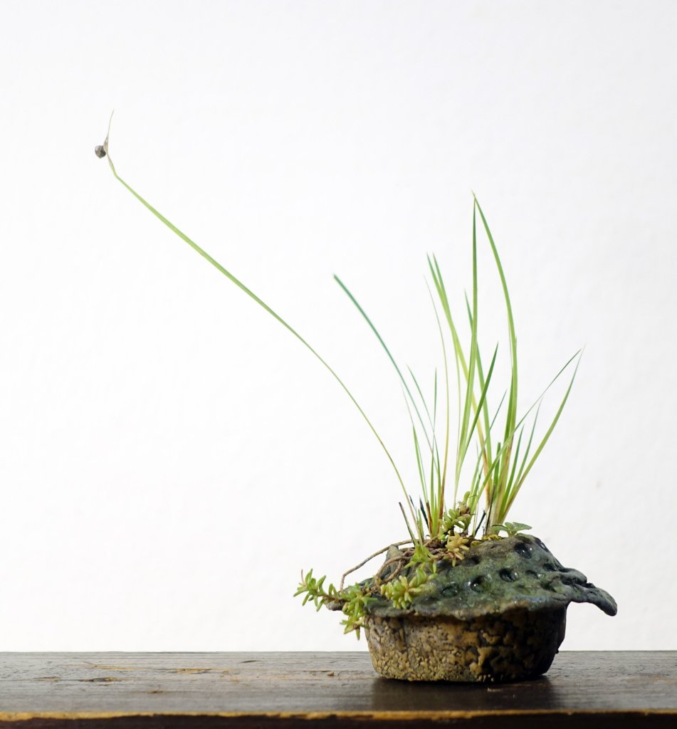 Kusamono20_2020-02e_Sisyrinchium-angustifoliumAlbum_Sedum.jpg