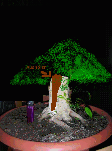 Ficus.GIF